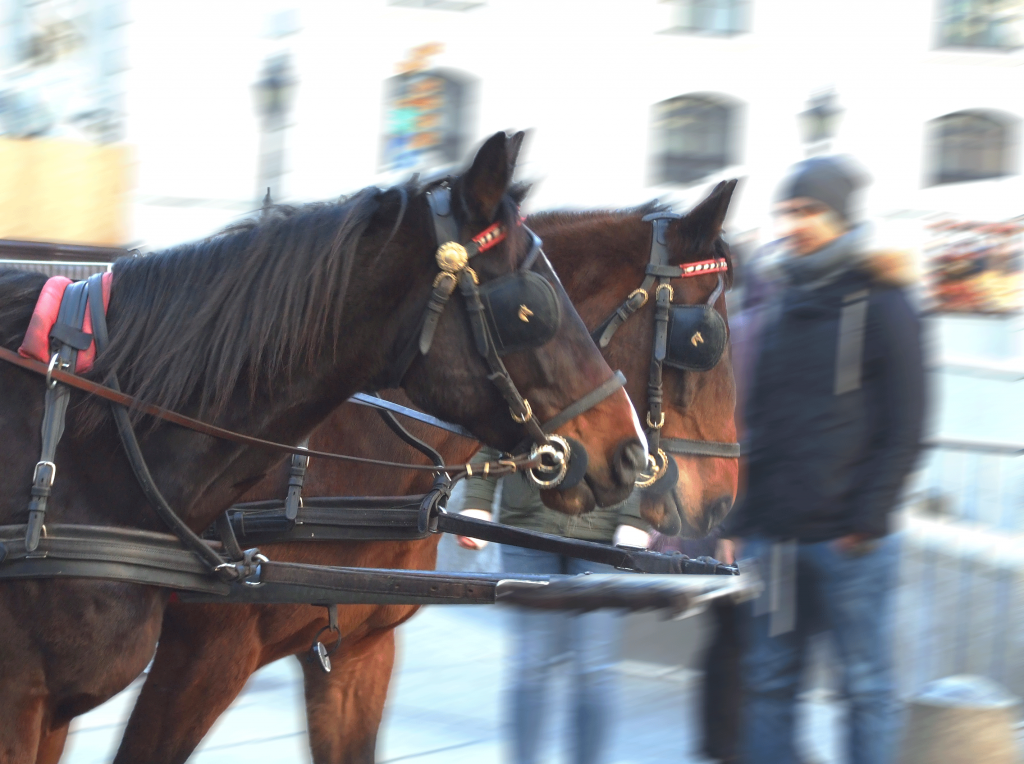 Konji u Beču