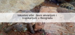 Iskustvo više Javni akvarijum i tropikarijum u Beogradu © According to Kristina