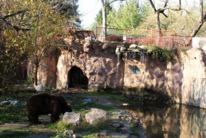 Medved u zoološkom vrtu na Paliću © According to Kristina