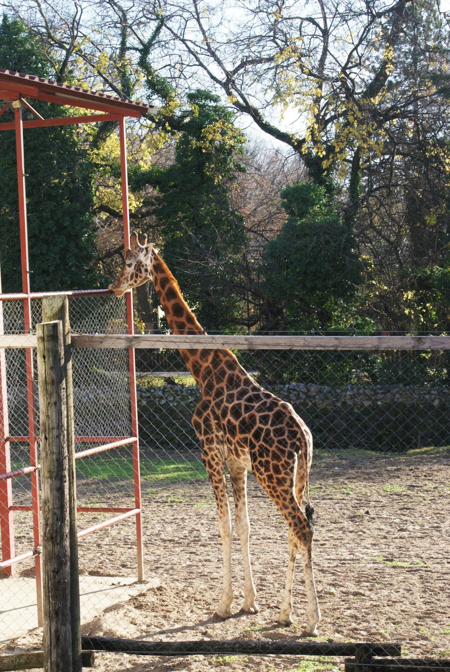Žirafa u Zoo vrtu na Paliću © According to Kristina